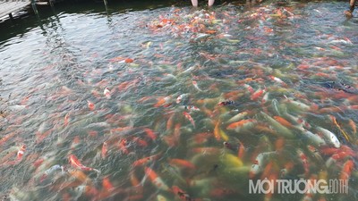 Trải nghiệm hồ cá Koi lớn nhất Thủ đô