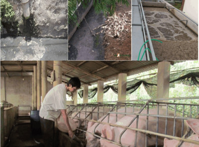 Thực trạng và một số giải pháp xử lý ô nhiễm môi trường của ngành chăn nuôi