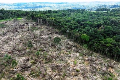 Brazil: Nạn phá rừng Amazon giảm hơn 30% trong nửa đầu năm 2023
