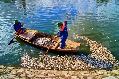 Vì sao cá chết nổi hàng loạt trên hồ An Biên, Hải Phòng?