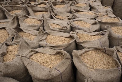 Giá gạo châu Á tăng cao nhất trong 2 năm do ảnh hưởng của El Nino