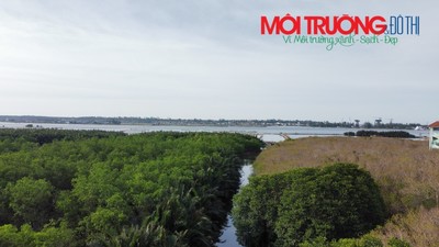 Rú Chá rừng ngập mặn nguyên sinh độc đáo trên đầm phá Tam Giang