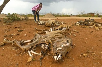 Cảnh báo hạn hán gây hậu quả nghiêm trọng cho vùng Sừng châu Phi