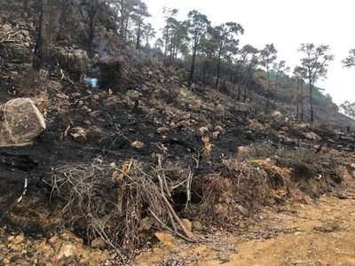 Hạ Long: 6 tháng đầu năm xảy ra 9 vụ cháy rừng