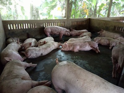 Ngũ Hành Sơn- Đà Nẵng: Chăn nuôi heo gây ô nhiễm môi trường