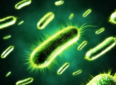 Dùng vi khuẩn E. coli phát hiện ô nhiễm kim loại nặng trong nước