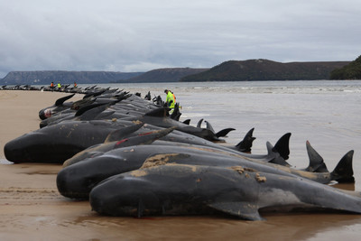 Hàng loạt cá voi chết ngổn ngang trên bãi biển Scotland