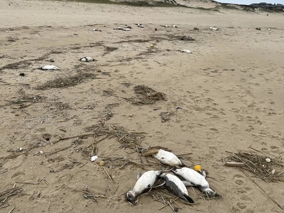 Uruguay: Khoảng 2.000 con chim cánh cụt chết trôi dạt vào bờ biển