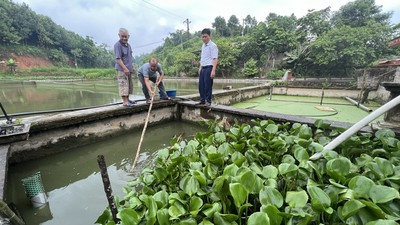 Lào Cai: Tăng cường phòng, chống ô nhiễm nguồn nước nuôi thủy sản