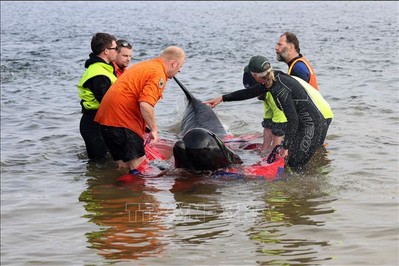 Australia nỗ lực giải cứu cá voi mắc cạn