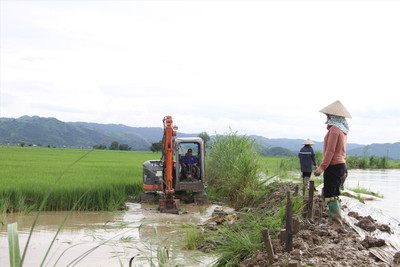 Đắk Lắk: Mưa lớn khiến hàng trăm ha lúa Hè Thu có nguy cơ mất trắng