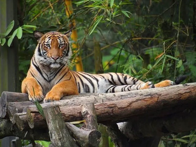 Nạn săn bắt hổ vẫn tiếp diễn tại Bangladesh