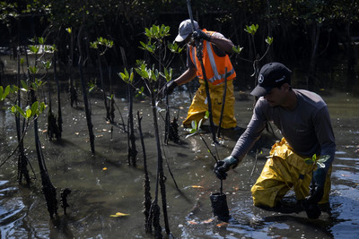Rừng ngập mặn phát triển ở nơi từng là bãi rác lớn nhất Mỹ Latinh