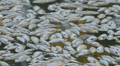 Hàng tấn cá chết dạt vào bờ biển ở miền Bắc Mexico