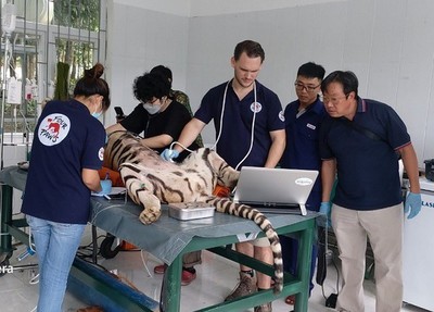 Quảng Bình: Di dời 7 con hổ Đông Dương đến khu chuồng nuôi mới