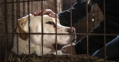 Nan giải chuyện cấm thịt chó ở Hàn Quốc