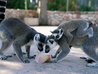 Sở thú tại Hy Lạp cho động vật ăn kem để giải nhiệt do nắng nóng