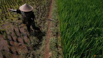 Indonesia chuẩn bị 500.000 ha đất trồng lúa để ứng phó với hạn hán