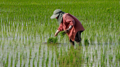 Thái Lan: Giảm diện tích trồng lúa để tiết kiệm nước