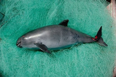 Cảnh báo loài cá heo vaquita có nguy cơ tuyệt chủng