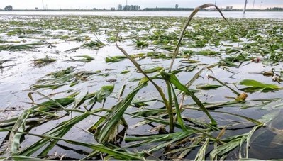 Lũ lụt ở Trung Quốc có thể ảnh hưởng tới an ninh lương thực toàn cầu