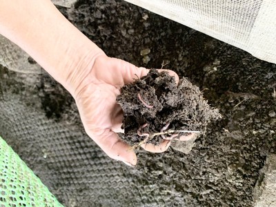 Hưng Yên: Điển hình nuôi trùn quế kết hợp với chăn nuôi gia súc, gia cầm quy mô lớn