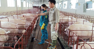 Bắc Ninh: Chăn nuôi thân thiện với môi trường