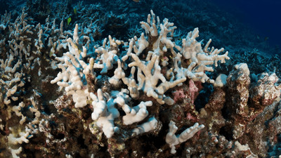 Nguy cơ rạn san hô lớn thứ ba thế giới bị tẩy trắng