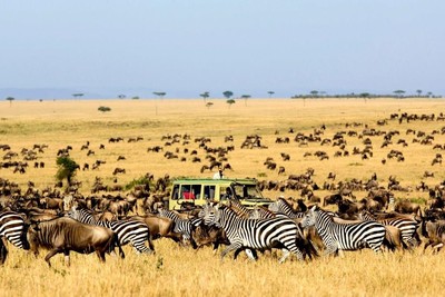 Kenya: Đẩy mạnh phát triển du lịch ở các khu bảo tồn động vật hoang dã