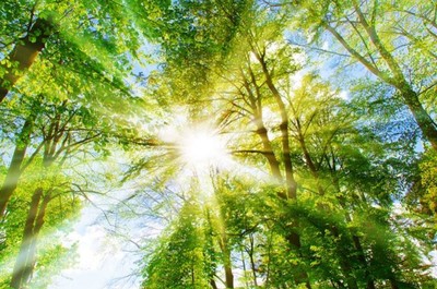 Nhiệt độ tăng cao làm lá cây mất khả năng quang hợp