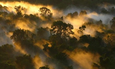 Rừng nhiệt đới mất dần khả năng hấp thụ CO2 do biến đổi khí hậu