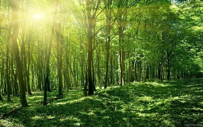 Kế hoạch triển khai Tuyên bố Glasgow về rừng và sử dụng đất