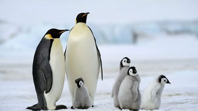 Băng tan, chim cánh cụt hoàng đế đứng bên bờ tuyệt chủng