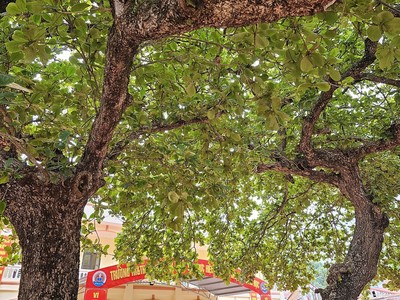 Hải Phòng: Công nhận Hai cây bàng cổ thụ khoảng 300 năm tuổi là Cây Di sản Việt Nam