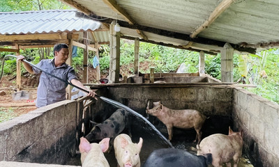 Xuất hiện 3 ổ bệnh dịch tả lợn châu Phi mới tại 3 huyện thuộc tỉnh Cao Bằng