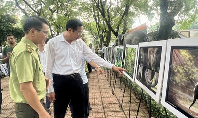 Đồng Nai tổ chức khai mạc triển lãm ảnh Tử tế với loài voi và thiên nhiên tươi đẹp