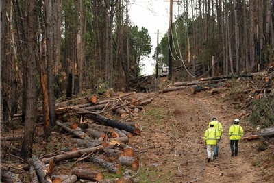 Mỹ: Chuyển sang giai đoạn loại bỏ chất thải độc hại sau thảm hoạ cháy rừng tại Hawaii