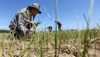 Cảnh báo sản lượng cây trồng sụt giảm mạnh ở châu Á do hiện tượng El Nino