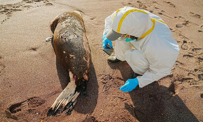 Argentina: Hàng chục con hải cẩu chết vì mắc cúm gia cầm