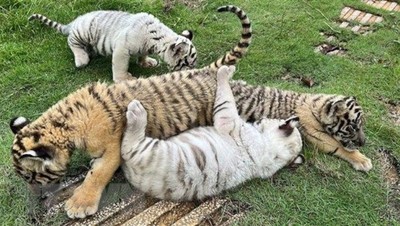 Đồng Nai: 7 hổ con ra đời tại Khu du lịch Sinh thái Vườn Xoài