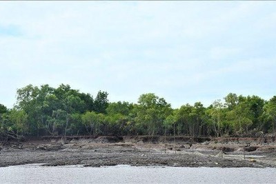 Cà Mau phê duyệt đề án bảo vệ, phát triển bền vững diện tích rừng
