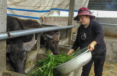 Yên Bái: Huyện Văn Yên bảo vệ môi trường trong phát triển chăn nuôi