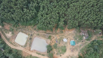 Quảng Bình: Cần kiểm tra lấn chiếm và sử dụng đất trồng rừng tại huyện Bố Trạch