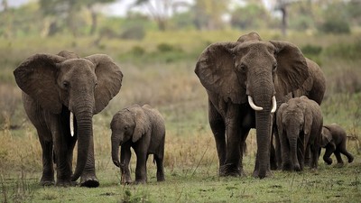 Ngà voi nhân tạo – Giải pháp bảo vệ loài voi khỏi nguy cơ tuyệt chủng