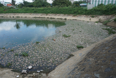 Đà Nẵng: Hàng tấn cá chết nổi trắng mặt nước kênh Đa Cô