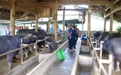 Yên Bái: Phát triển chăn nuôi gắn với đảm bảo vệ sinh môi trường tại Văn Yên