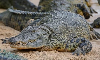 Trung Quốc: Hơn 70 con cá sấu xổng chuồng do lũ lụt