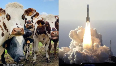Nhật Bản: Biến chất thải của bò thành nhiên liệu tên lửa