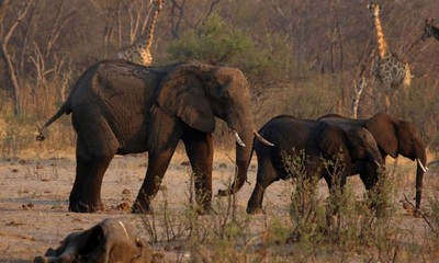 Zimbabwe: Báo động tình trạng voi di cư ồ ạt vì thiếu nước