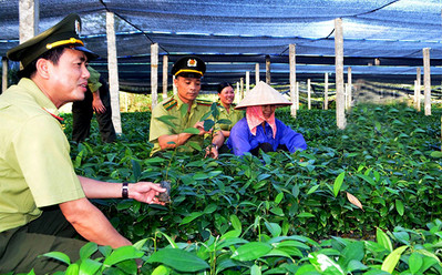 Huyện Văn Chấn (Yên Bái) nỗ lực bảo vệ rừng
